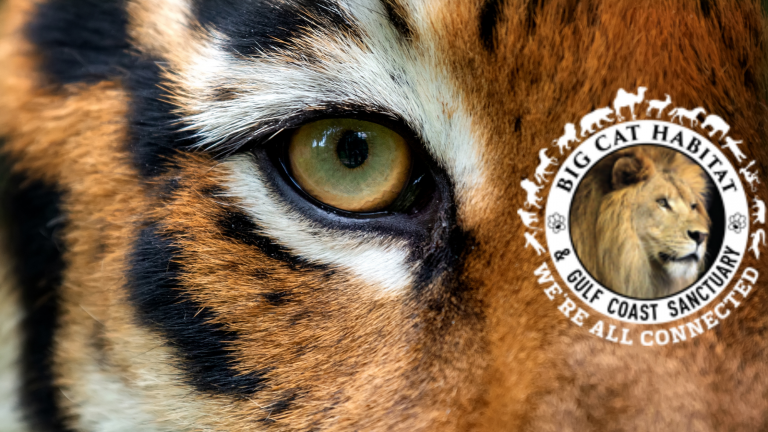 big cat habitat charity event