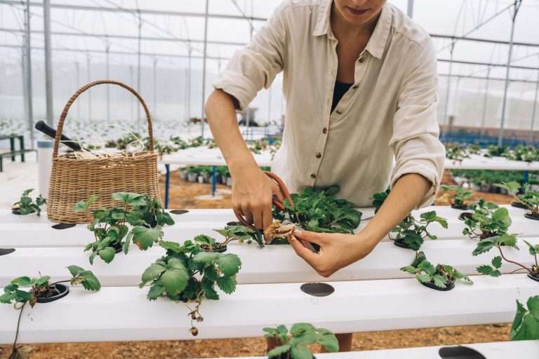 a woman cutting the dried leaves of the plants