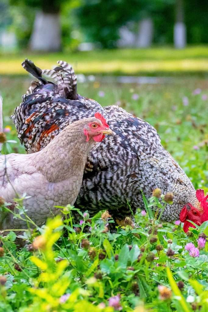 Two chickens grazing in a flowering field. One is a black-and-white striped rooster, and the other is a pale brown hen.