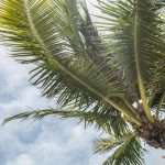 low angle photography green coconut tree