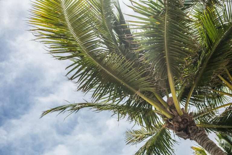 low angle photography green coconut tree