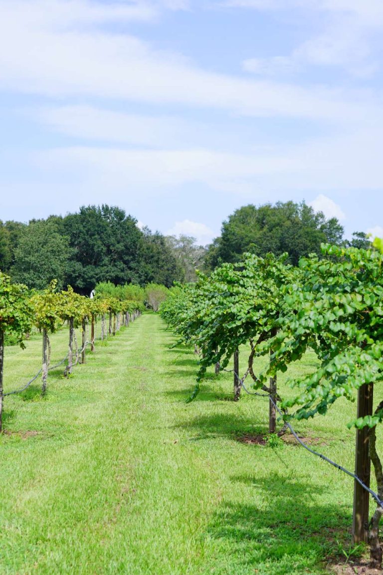 A well-manicured row of vibrant green muscadine grape plants during harvest season in a vineyard in Florida.