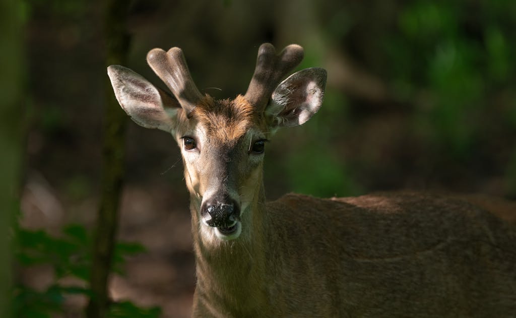 Close-up image of a white-tailed deer in a forest setting.