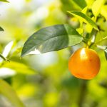 A group of bright, ripe oranges hanging from the branches of an orange tree with dark green leaves.