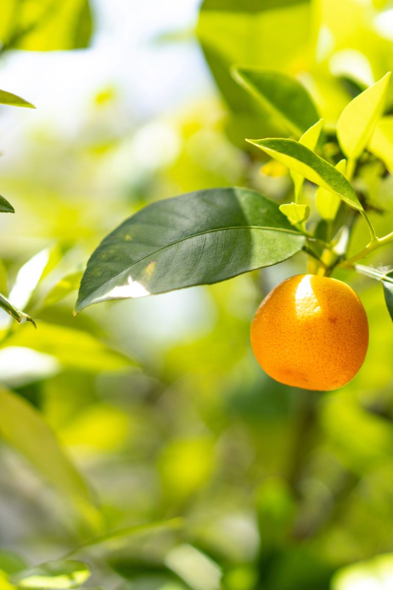 A group of bright, ripe oranges hanging from the branches of an orange tree with dark green leaves.