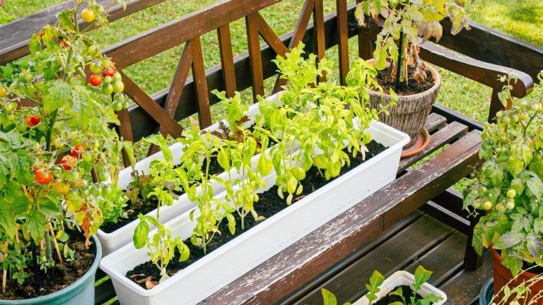A small vegetable garden with tomatoes and other plants in planters. The garden is on a wooden porch overlooking a yard.